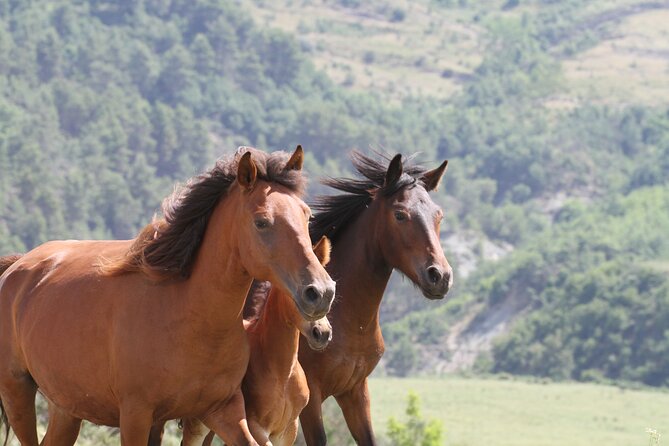 2-Hours Guided Drino's Valley Ride - Leaving Gjirokaster behind on horseback