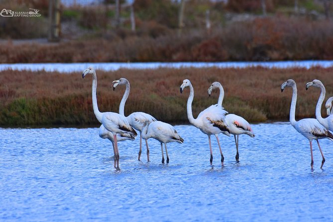 Albania Birdwatching, Kayaking, Bicycle National Park Divjaka Karavasta(ARG) - Optional cycling and SUV safari