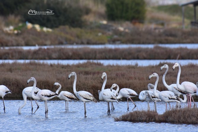 Albania Birdwatching, Kayaking, Bicycle National Park Divjaka Karavasta(ARG) - Who will enjoy this half-day outing