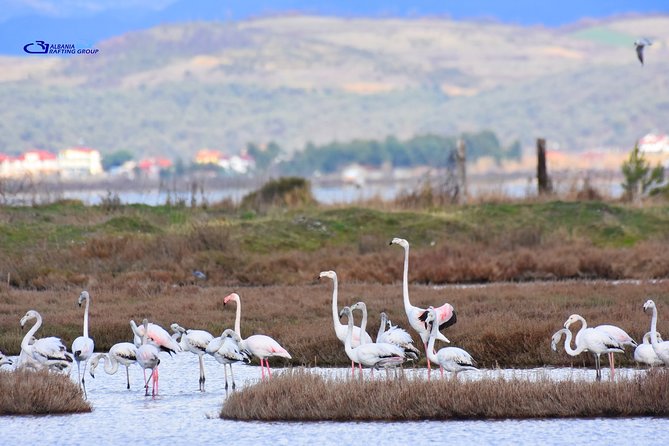 Albania Birdwatching, Kayaking, Bicycle National Park Divjaka Karavasta(ARG) - Practical details that can shape your day