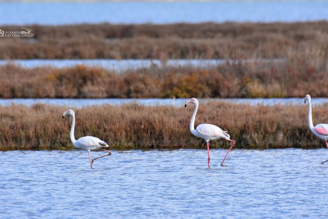 Albania Birdwatching, Kayaking, Bicycle National Park Divjaka Karavasta(ARG) - Pelicans, pine forest, and a watchtower
