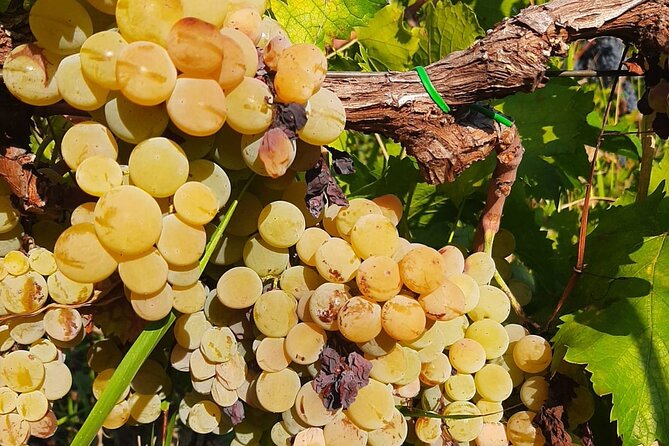 Berat 4x4 Off-Road and Vineyard Wine Tasting - What the two and a half hours at the winery may feel like