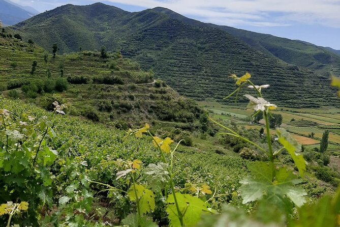 Berat 4x4 Off-Road and Vineyard Wine Tasting - Is $77.96 a fair price?