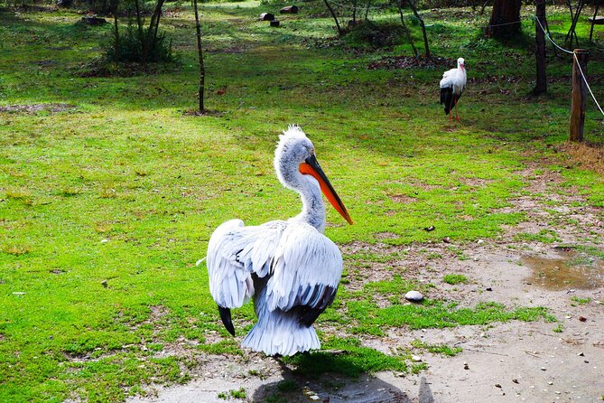 Day Tour of Berat and Karavasta Lagoon from Tirana&Durres - What the $112.87 price covers