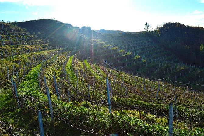 Durres & Wine Tasting Tour - Abaia Winery and the Vineyard Visit