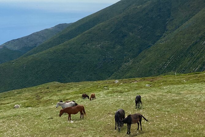 Full Day Tour from Albanian Riviera/Borsh to Dhermi and Llogara - Porto Palermo Castle and Albania’s layered past