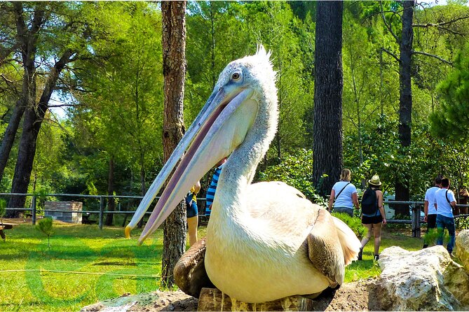 Karavasta Lagoon Adventure: Boat & Wildlife Tour from Durrës - What the $94.93 price really covers