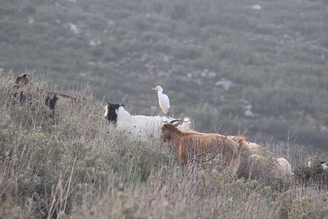 Private Birding Tour in Albania - Who will get the most from this tour?