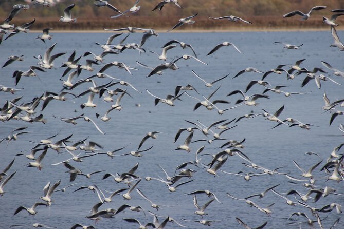 Private Birding Tour in Albania - Should you book the Albanian Ornithological Society?