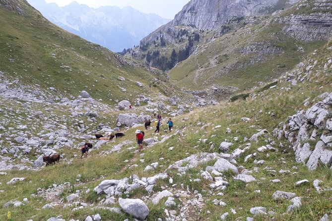 Self - Guided Peaks of the Balkans tour in 7 days - Day 5: Pine forests and a basic night in Doberdol