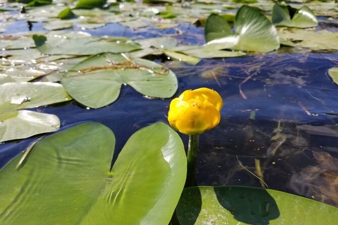 Stand Up Paddle at Skadar lake and Hiking from Valbona to Theth in 4 Days - Day four: paddleboarding through Skadar Lake wetlands
