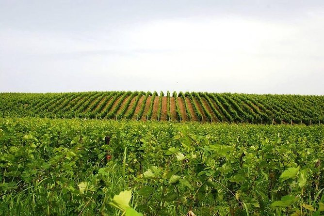 Tour of Kruja and Wine Tasting in one Day from Tirana - A local winery near Tirana