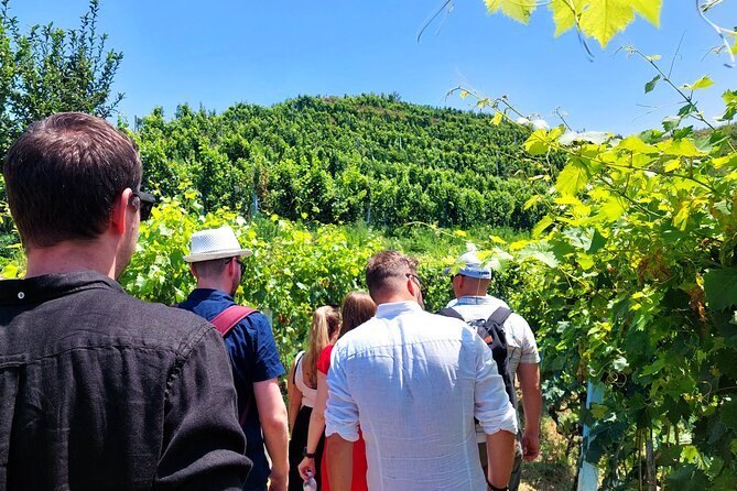 Vineyards, Albanian Wine Tasting & Boat Tour from Tirana/Durres - Key points at a glance