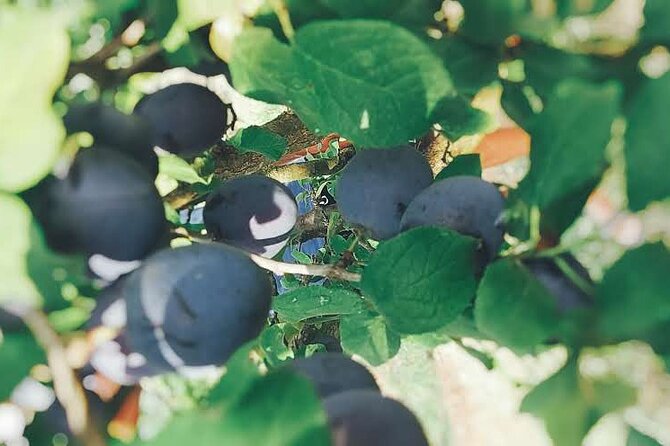 Wine and Raki tasting tour - Visiting the Isak Canteen and Its Growing Areas
