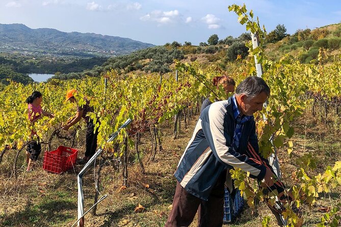 Wine Tasting & Vineyards Escape near Tirana - Meeting a family winemaker in Tirana County