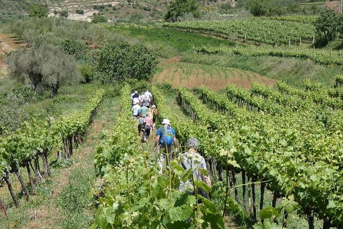 Winetasting tour in Alpeta winery - Roshnik village by 1001 Albanian Adventures - The private vehicle and group size