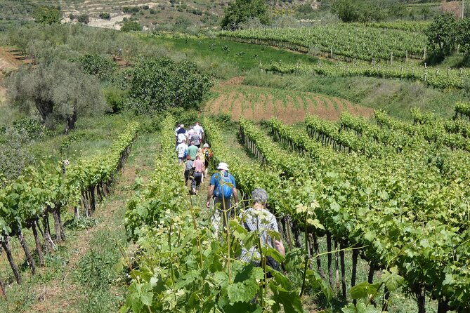Winetasting tour in Alpeta winery - Roshnik village by 1001 Albanian Adventures - Who will enjoy this Albanian wine outing?